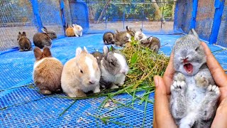 Rabbit Sound Rabbit Screaming Baby Rabbit Playing Rabbit Eating Rabbit Crying Rabbit Video