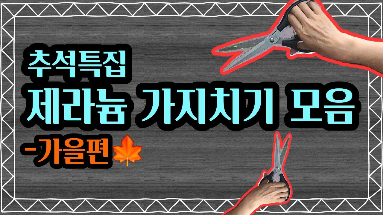 [4K] !!!추석특집!!! 역대 가을맞이 제라늄 가지치기 영상 모음, 여름 난 제라늄을 회복 시키는 보약 가지치기 총 집합 #제라늄 #pelargonium