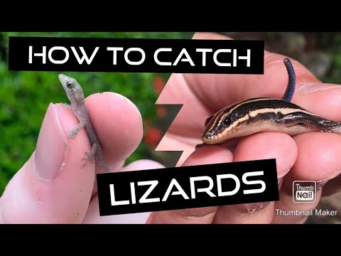 Video: 4 måter å ta vare på en bedende mantis