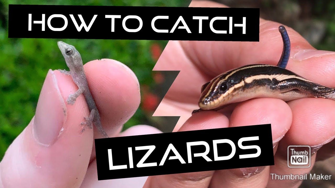 How to Catch Lizards! Tips and Tricks 