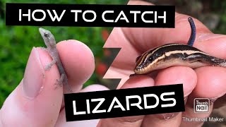 How to Catch Lizards! Tips and Tricks