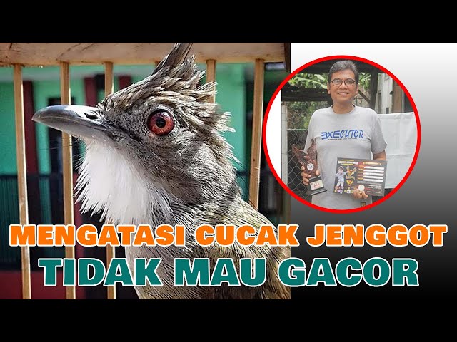 CARA MENGATASI CUCAK JENGGOT YANG TIDAK MAU BUNYI SAMPAI BISA GACOR class=