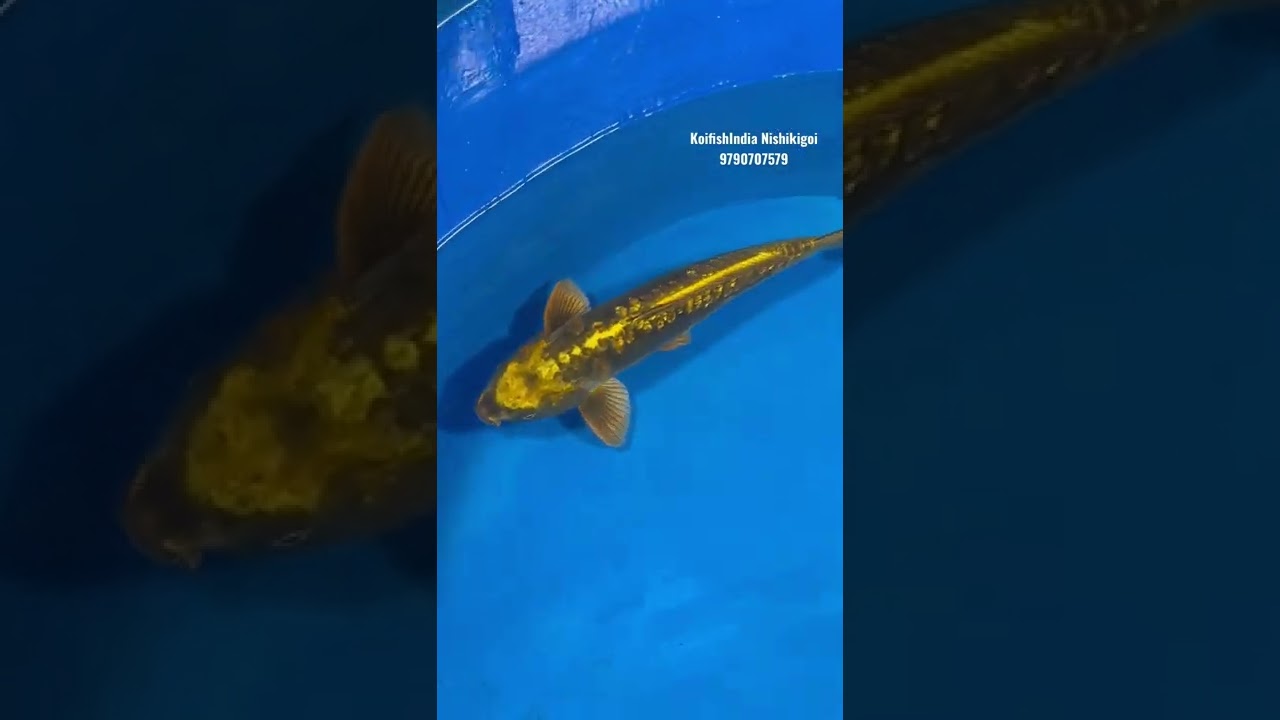 Rarest gold koi Imported by KoifishIndia Nishikigoi from Japan
