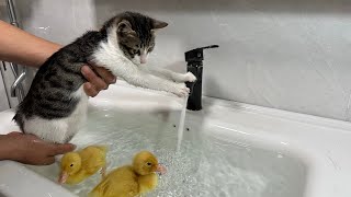 The duckling takes the kitten to bathe and swim together. The kitten meows. duck is excited