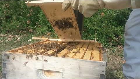 Installing 3 packages of Italian Honeybees