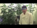 Medicinal MJ Growing Tips.