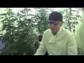 Medicinal MJ Growing Tips.