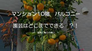 マンション10階で園芸　2021 春庭