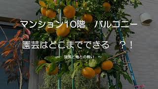 マンション10階で園芸　2021 春庭