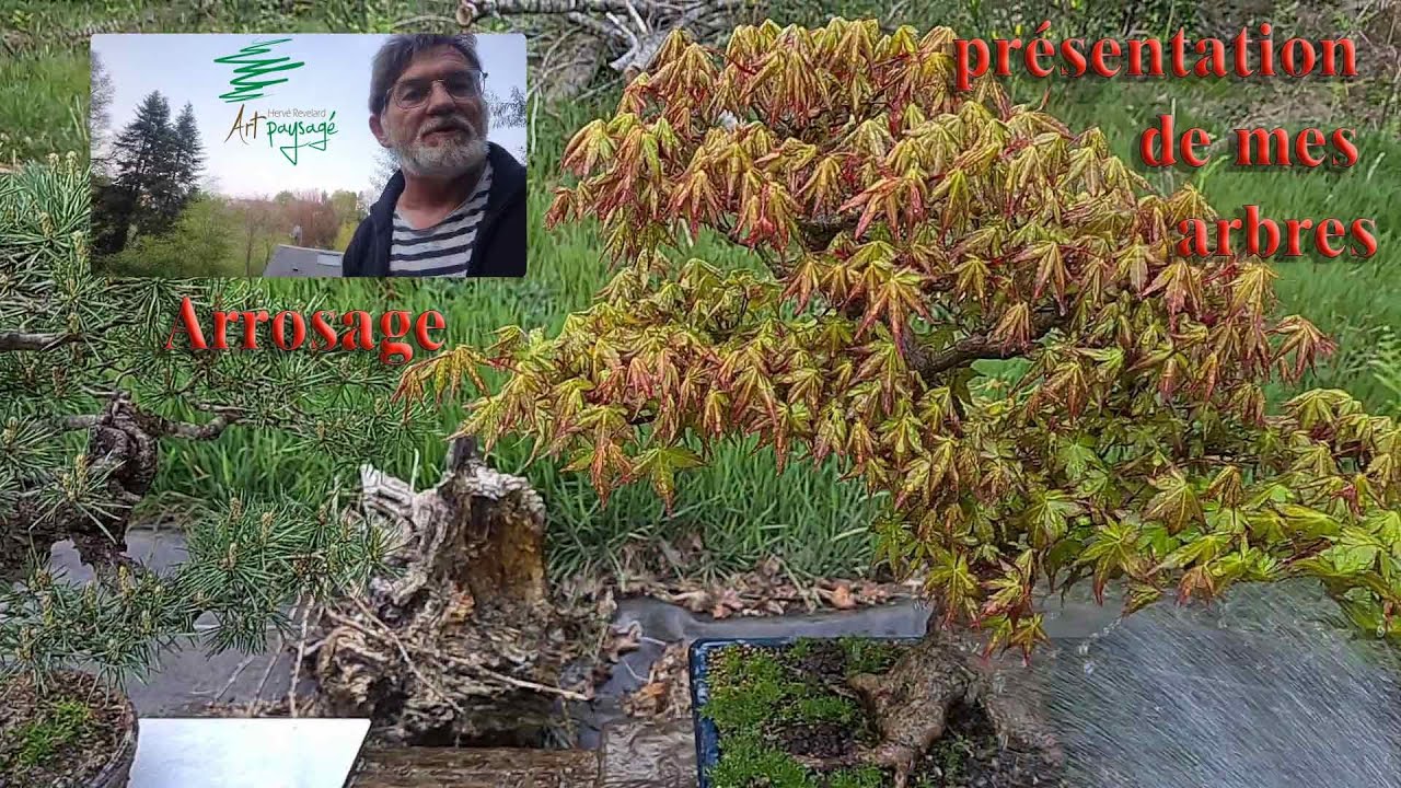 Arrosage et Présentation de mes Arbres - Watering and Presentation of my Trees