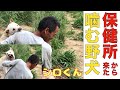 保健所から来た噛む野犬シロくん ハイテンションで元気です！