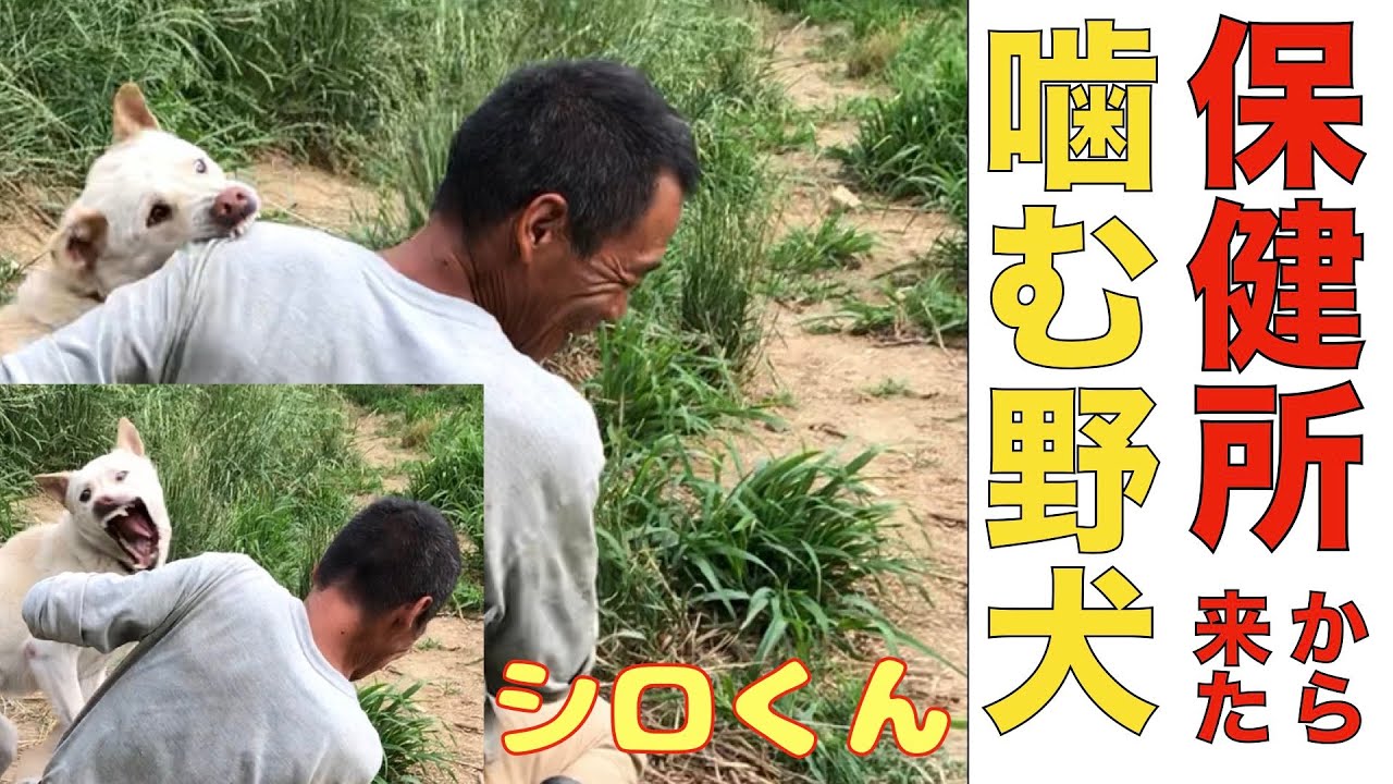 保健所から来た噛む野犬シロくん ハイテンションで元気です Youtube