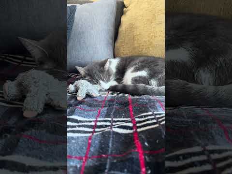 Baby Cat's Fantasy Football Team