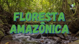 FLORESTA AMAZÔNICA - INFORMAÇÕES E HISTÓRIA
