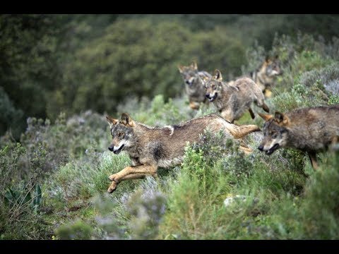 Vídeo: Salvaje: Los Santuarios De Lobos Del Oeste De Oregón - Matador Network