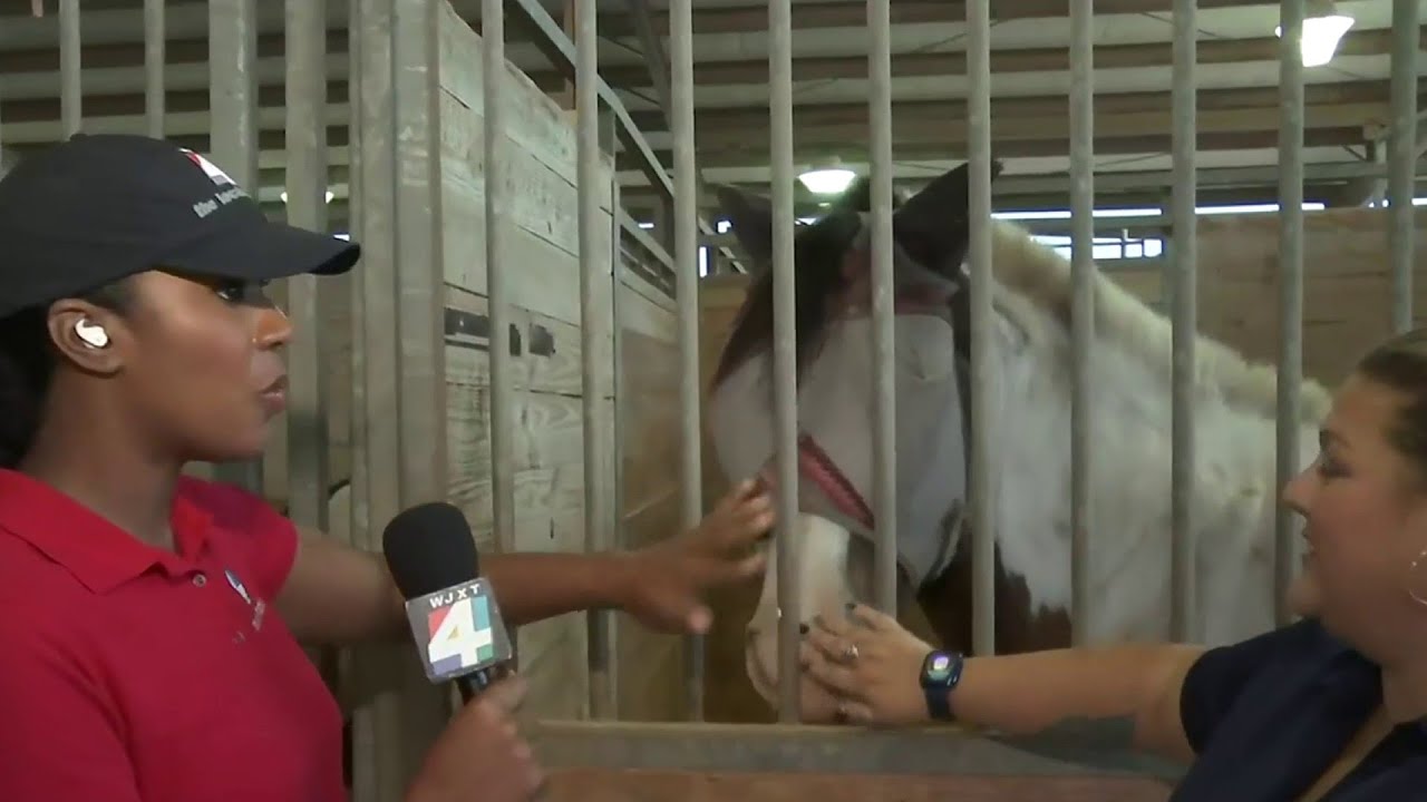Jacksonville Equestrian Center Takes In Evacuated Horses YouTube jacksonville-equestrian-center-takes-in-evacuated-horses-youtube