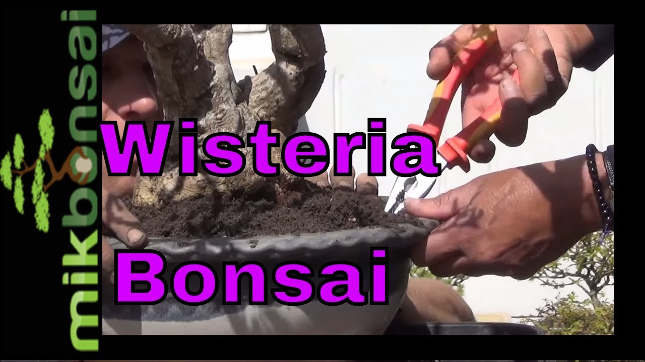 Repotting a large Wisteria, how to care and maintain your wisteria bonsai tree