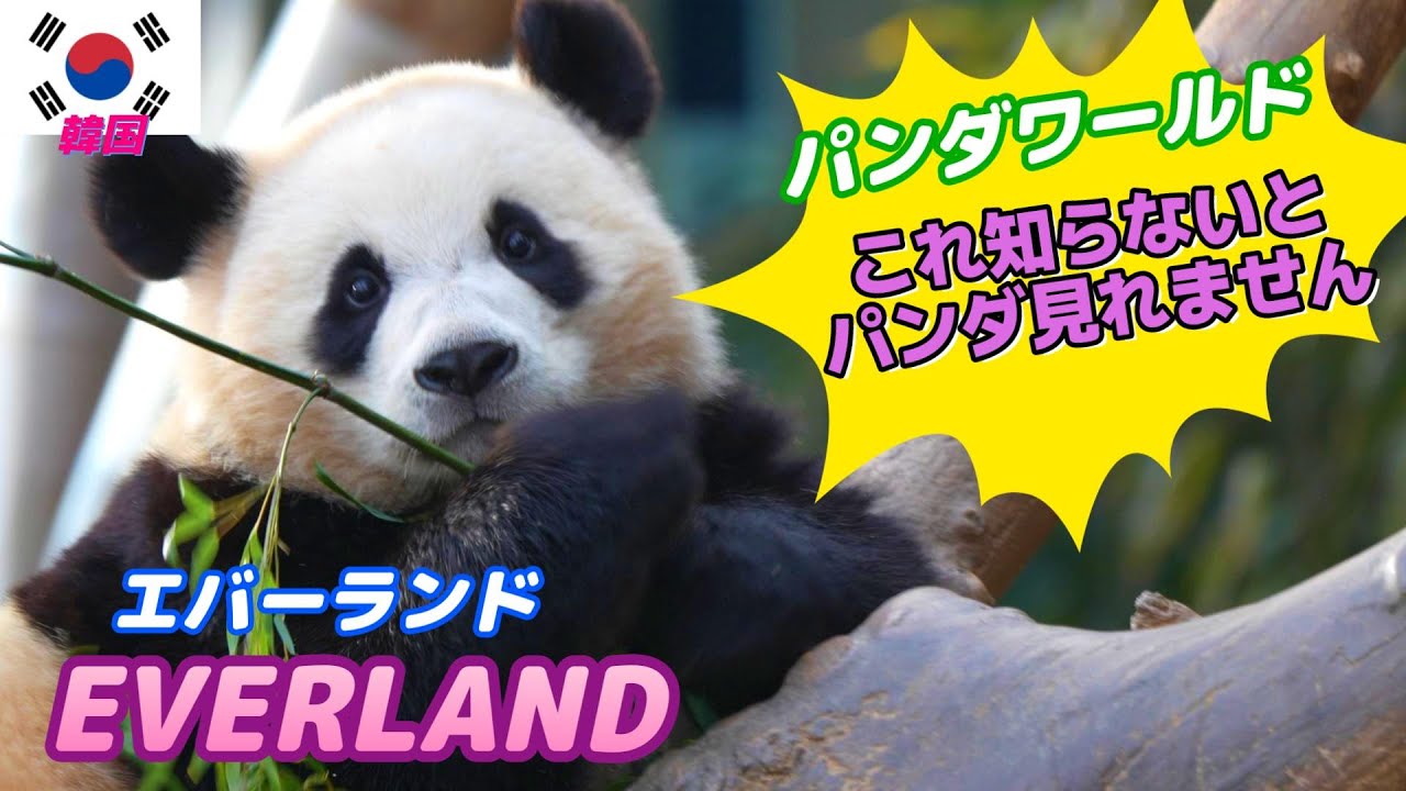 【🇰🇷韓国#4-5】エバーランド パンダワールド入場方法変更の件 夫婦旅