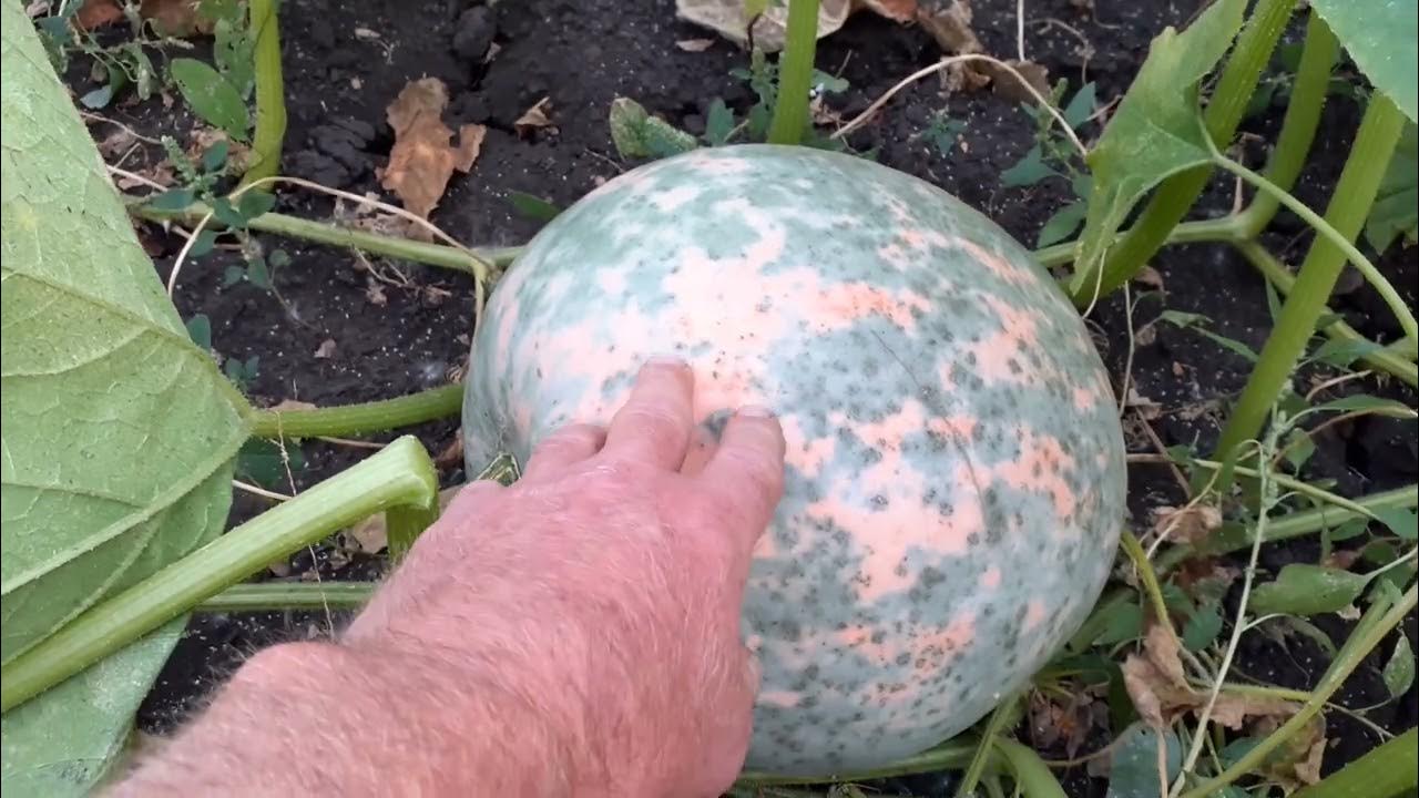 мраморная тыква.... - YouTube