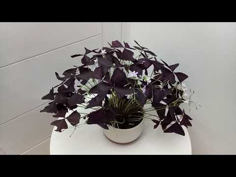 5 Cara Agar Tanaman Oxalis Triangularis / Butterfly Purple Tumbuh Rimbun Dan Subur.