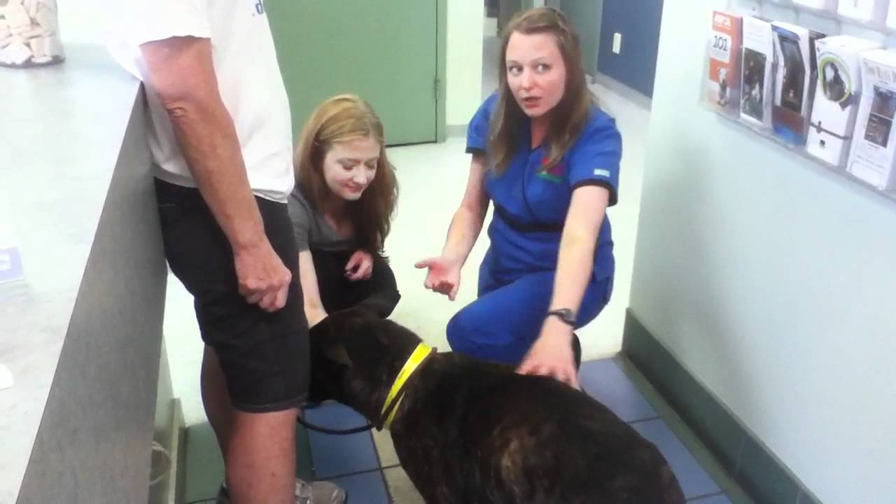 rescue dogs rock nyc Horton at the Vet