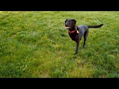 three-legged-dog~gene-burnett