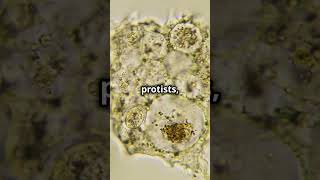 Protists: The Amazing Amoeba and Tiny Pioneer of Life