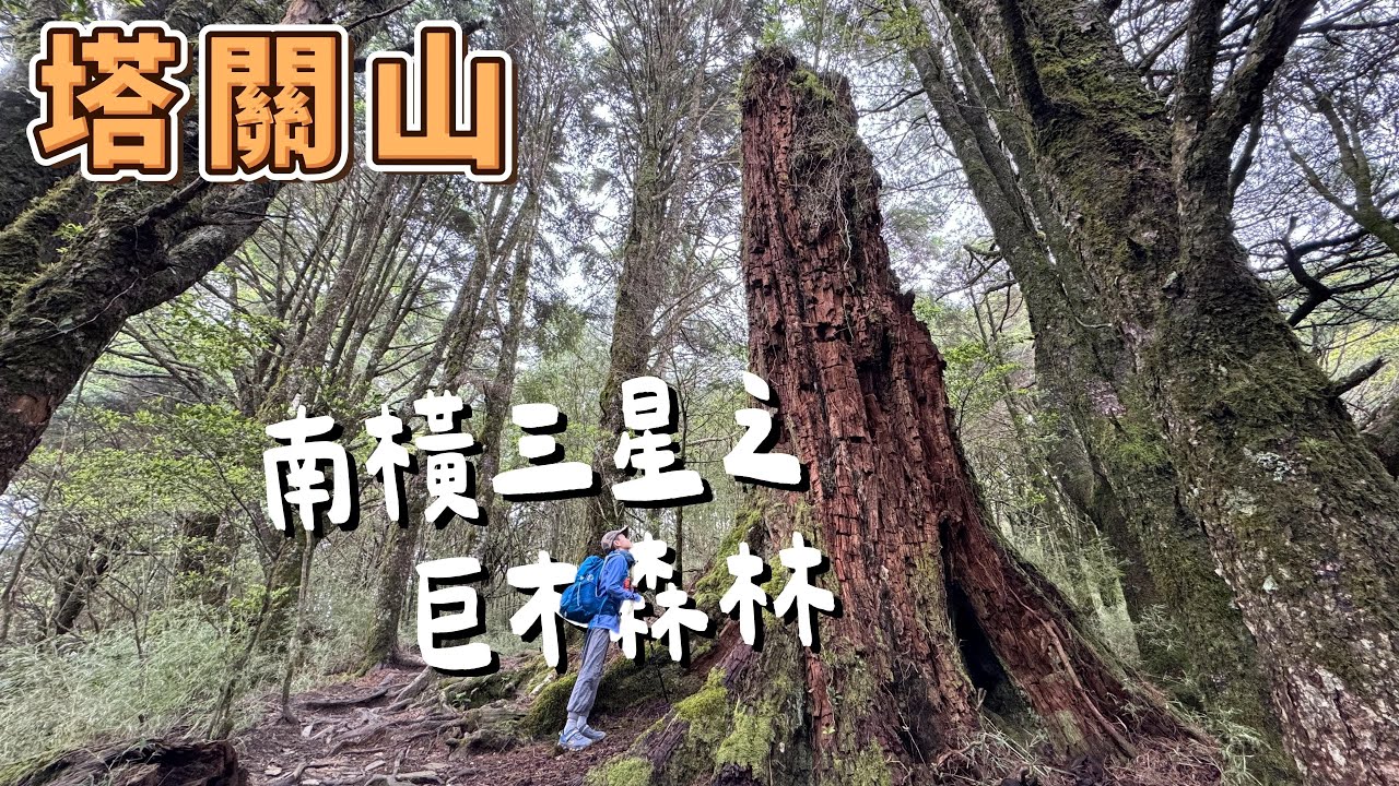 塔關山 - 南橫三星之絕美巨木森林百岳