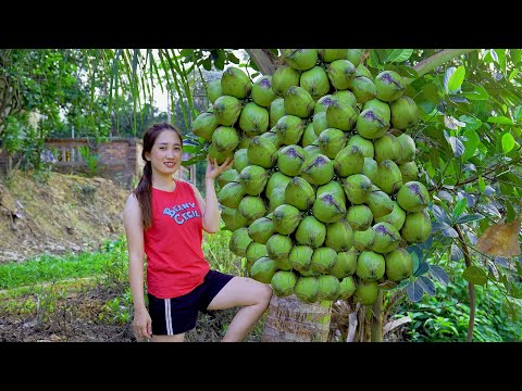 Harvesting Siamese Coconuts Goes to the market sell - Fishing - Cooking | Lý Thị Hoa