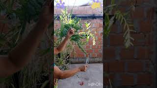 TIRANDO AS FLORES da ORQUÍDEA estrela de fogo