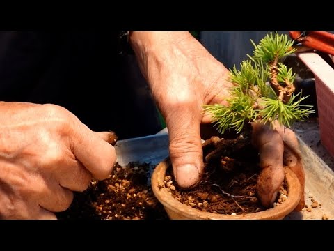 New moss applied to replanted Japanese white pine - YouTube