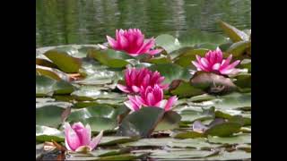 Vijvertuin Van Ada Hofman In Fotos