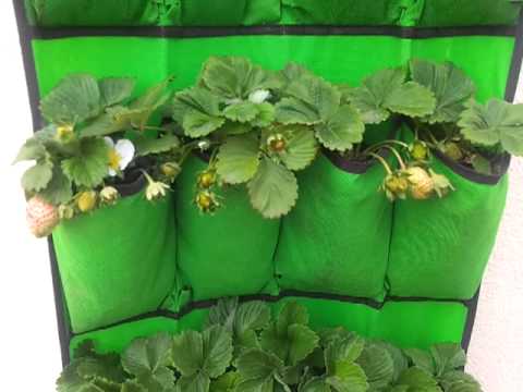 Vídeo: Jardineria I Embelliment Verticals