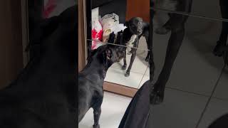 Dog Argues With Its Own Reflection in the Mirror