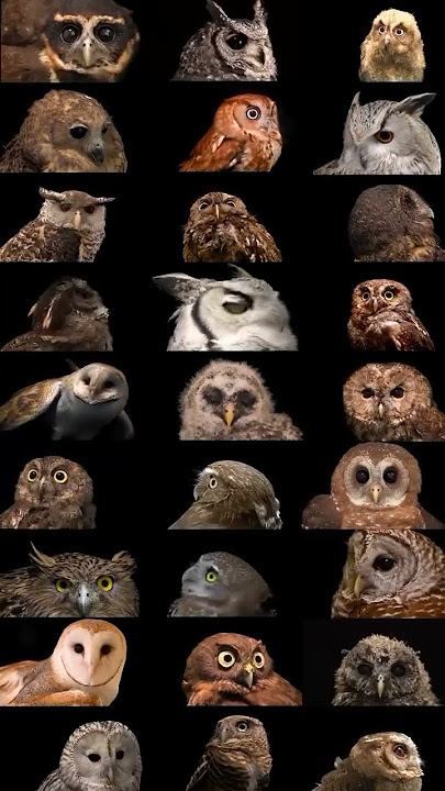 Owl Jenis-Jenis Burung Hantu: Panduan Lengkap dan Menarik #owl #naturelovers #burunghantu