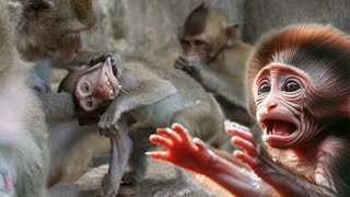 Why Big Monkey Abuse Baby Monkey