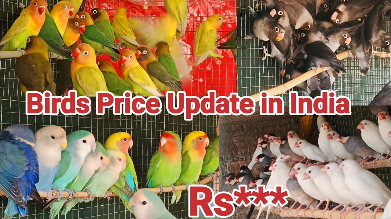 Birds Price Update in India// Love Birds // java Birds// cocktail Birds ...