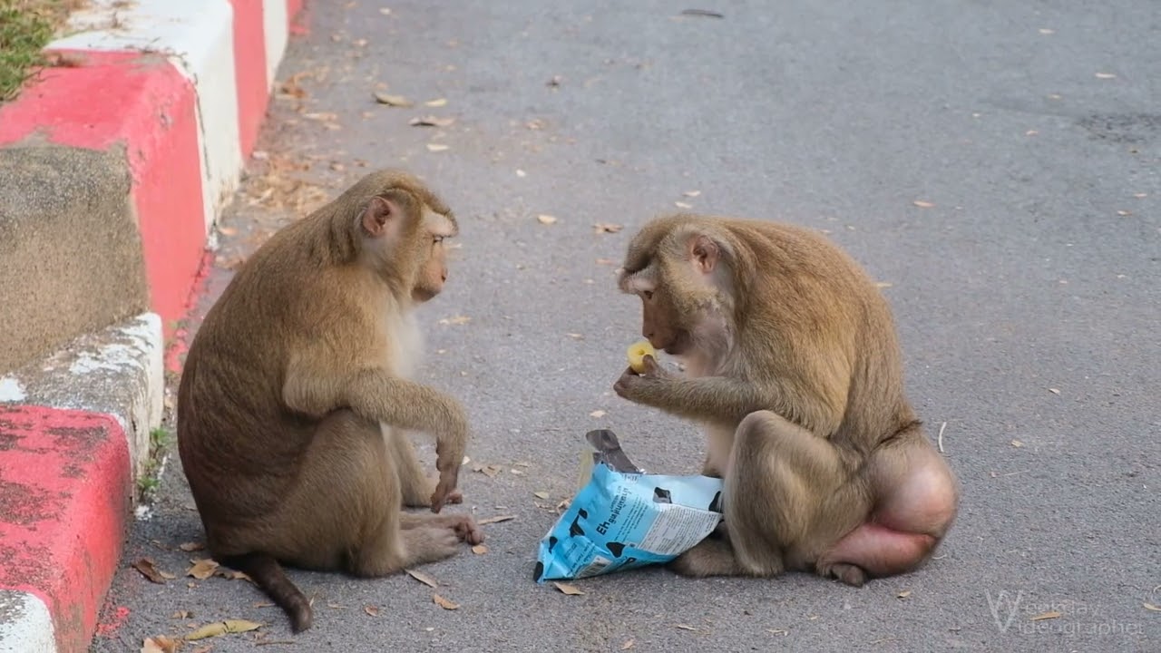 Monkey Hill Phuket 🌴