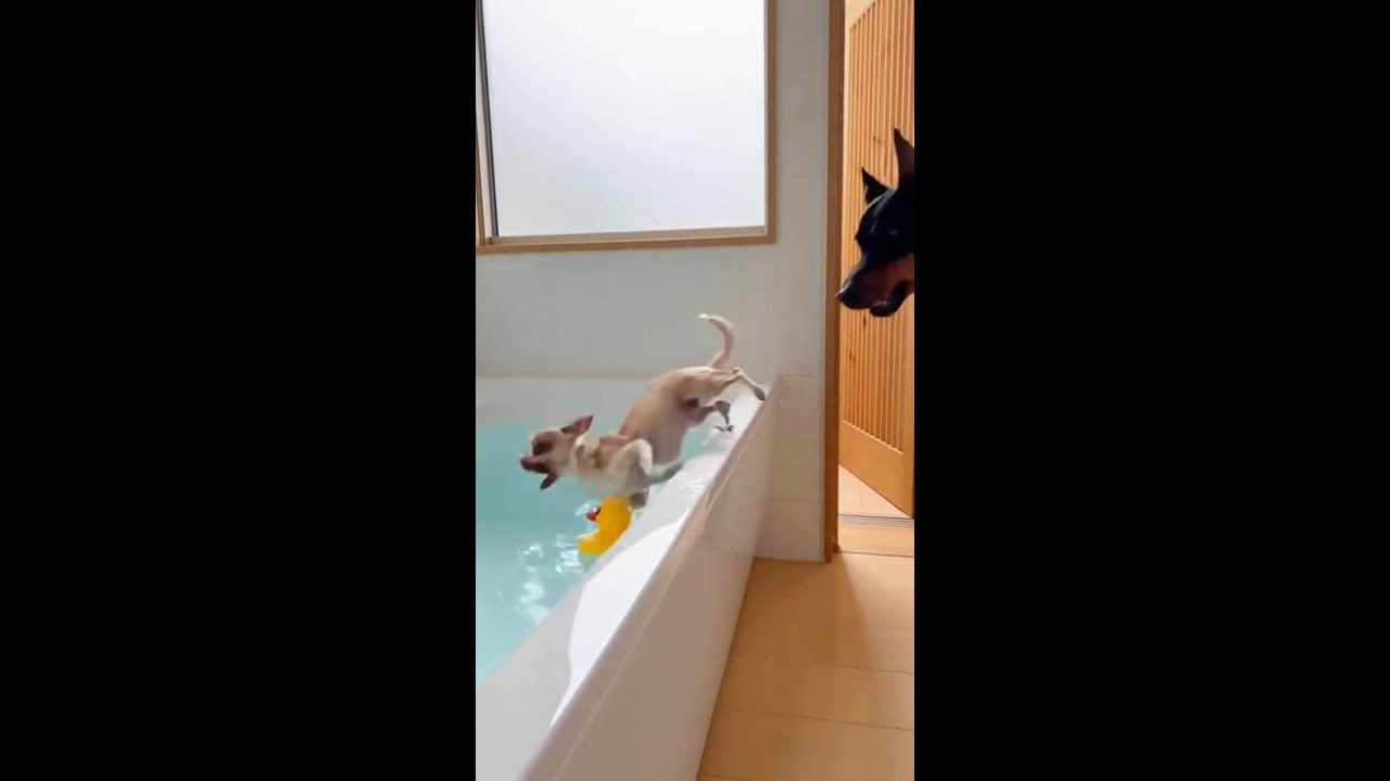 🔴Live：Chihuahua vs. Reppin Part 2🐶🤣