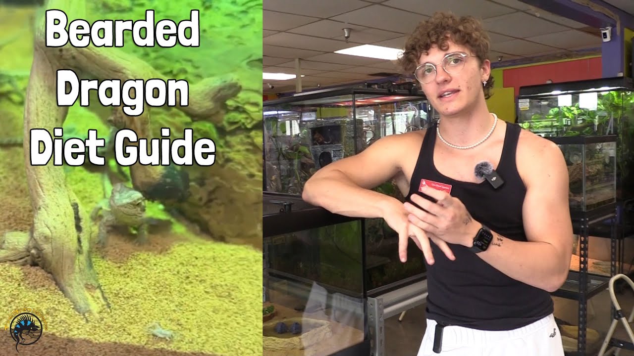 What Should I Feed My Pet Bearded Dragon? - A Bearded Dragon Diet Guide!