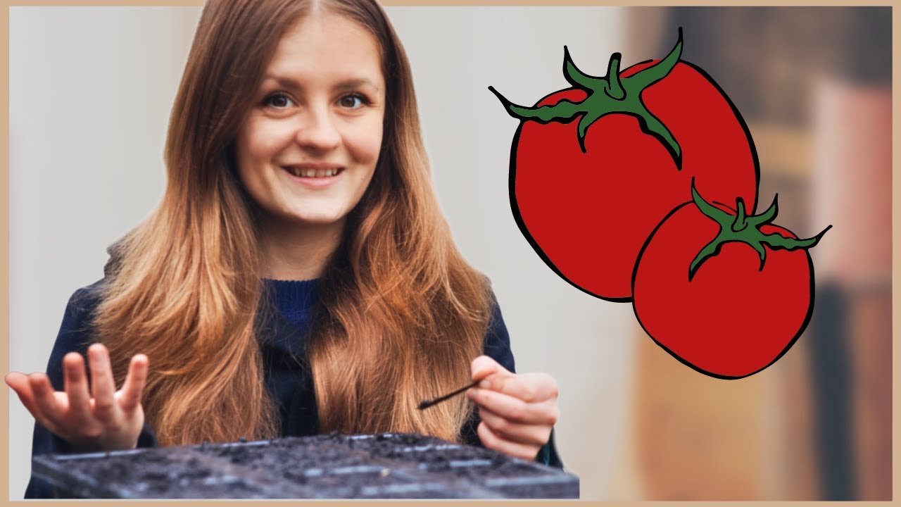 Tomaten im Haus aussen und vorziehen