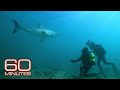 Mike Rutzen: The Sharkman | 60 Minutes Archive