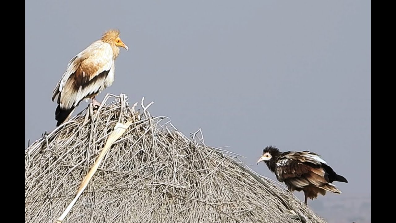 Egyptian Vultures | White Scavenger Vulture | Pharaoh's Chicken | Widely Distributed