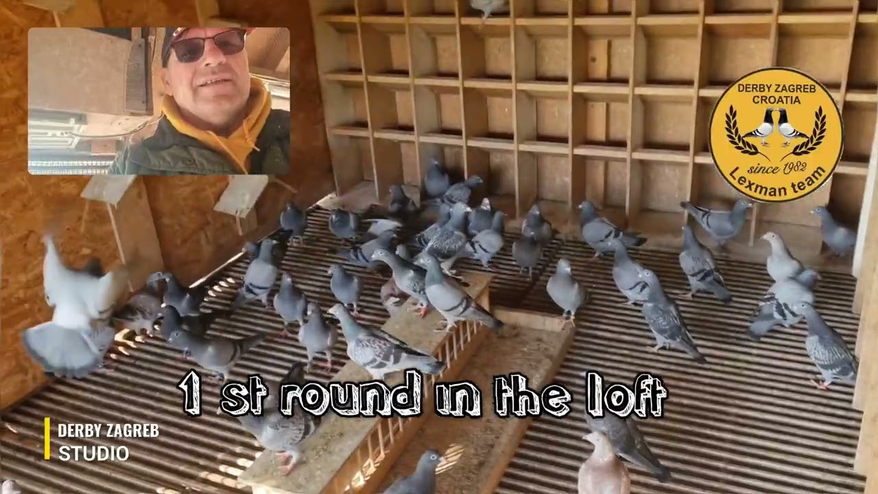 DERBY ZAGREB FCI 2026- 1st round in the loft 