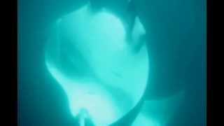 Manta Mate