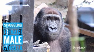 A Young Male Gorilla Looking Sad After A Big Fight | Gentaro | Kyoto Zoo