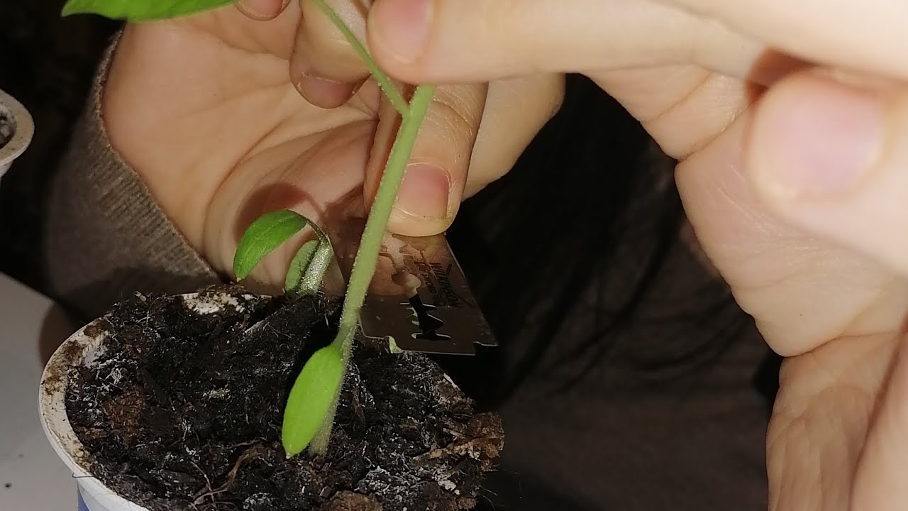 Roubování rajčat #rajcata #vysevrajcat #tomato #tomatoes #tomatografting #roubovanirajcat