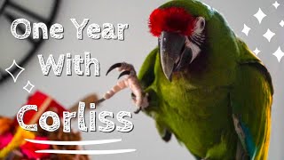 Our First Year With Our Adopted Macaw || Corliss's Story