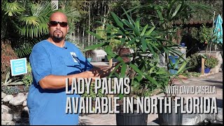 Lady Palms Available in North Florida