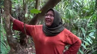 Petualangan Mencari Buah Langka Yang Tumbuh Di Tengah Hutan